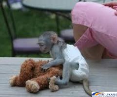Uimitoare maimuță capucină disponibilă